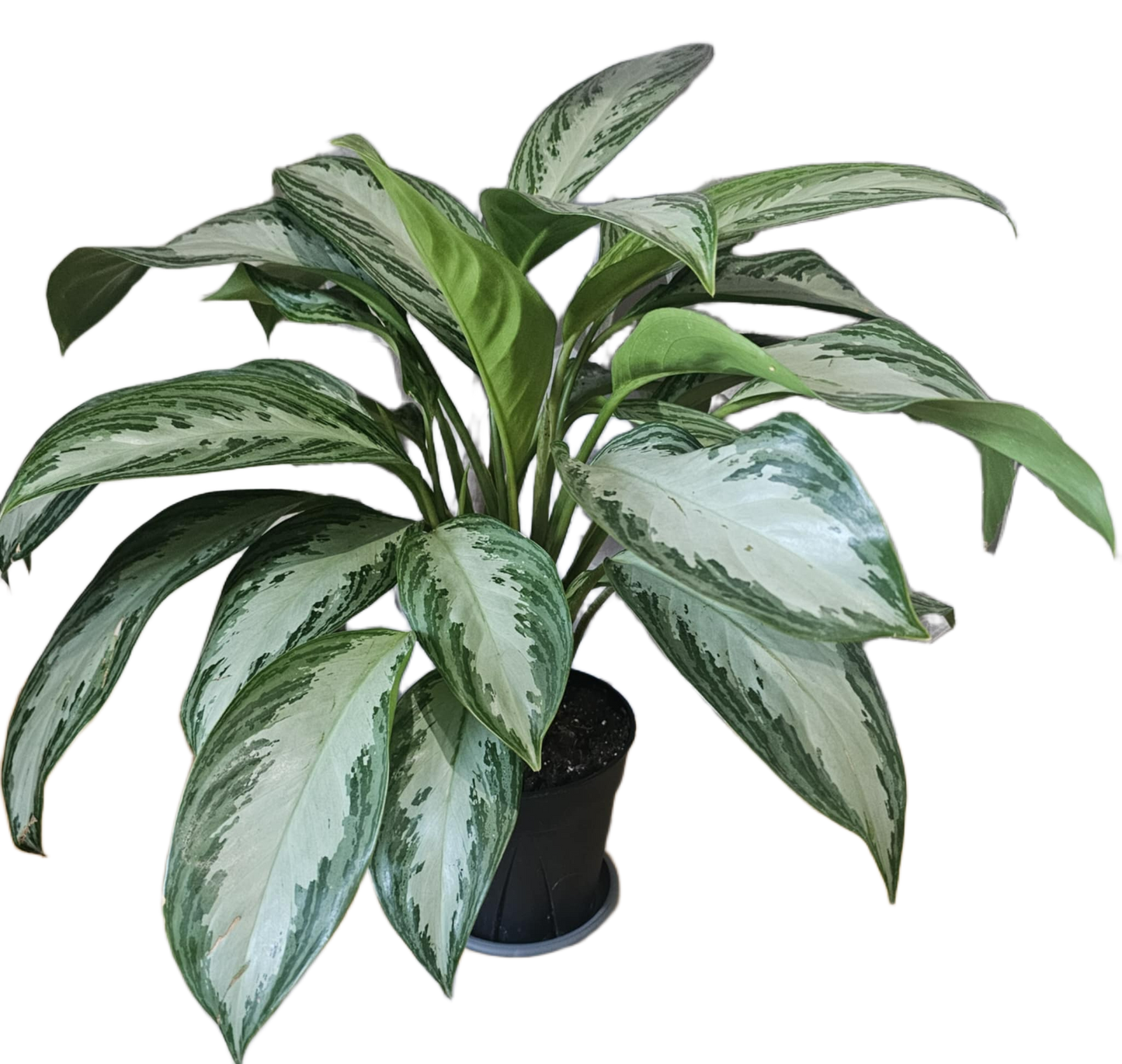 Phillipine Evergreen (Aglaonema Commutatum)
