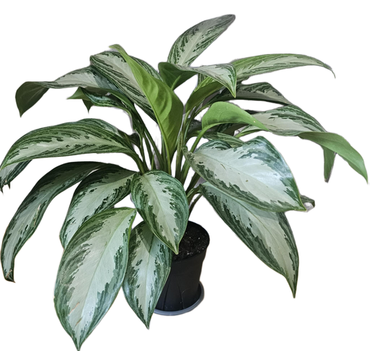 Phillipine Evergreen (Aglaonema Commutatum)