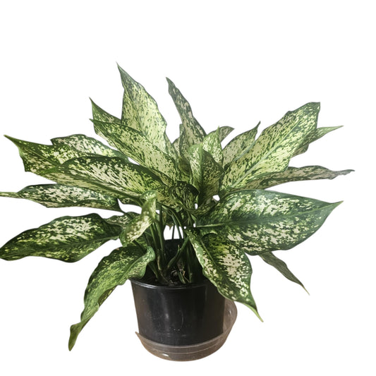 Aglaonema First Diamond Spring Snow - Plante d'intérieur