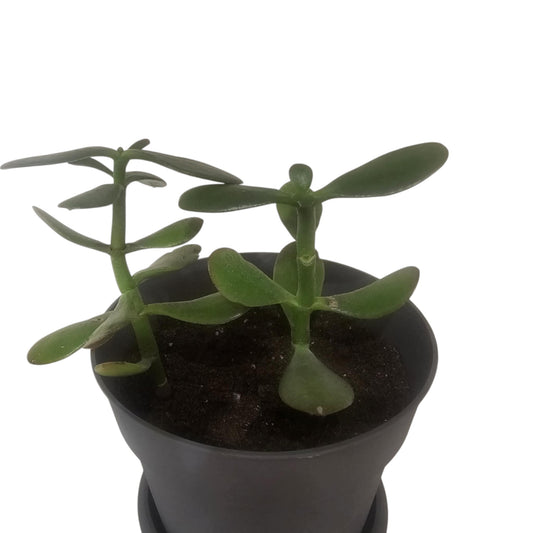 Arbre de Jade - Crassula Ovata - Plante d'Intérieur