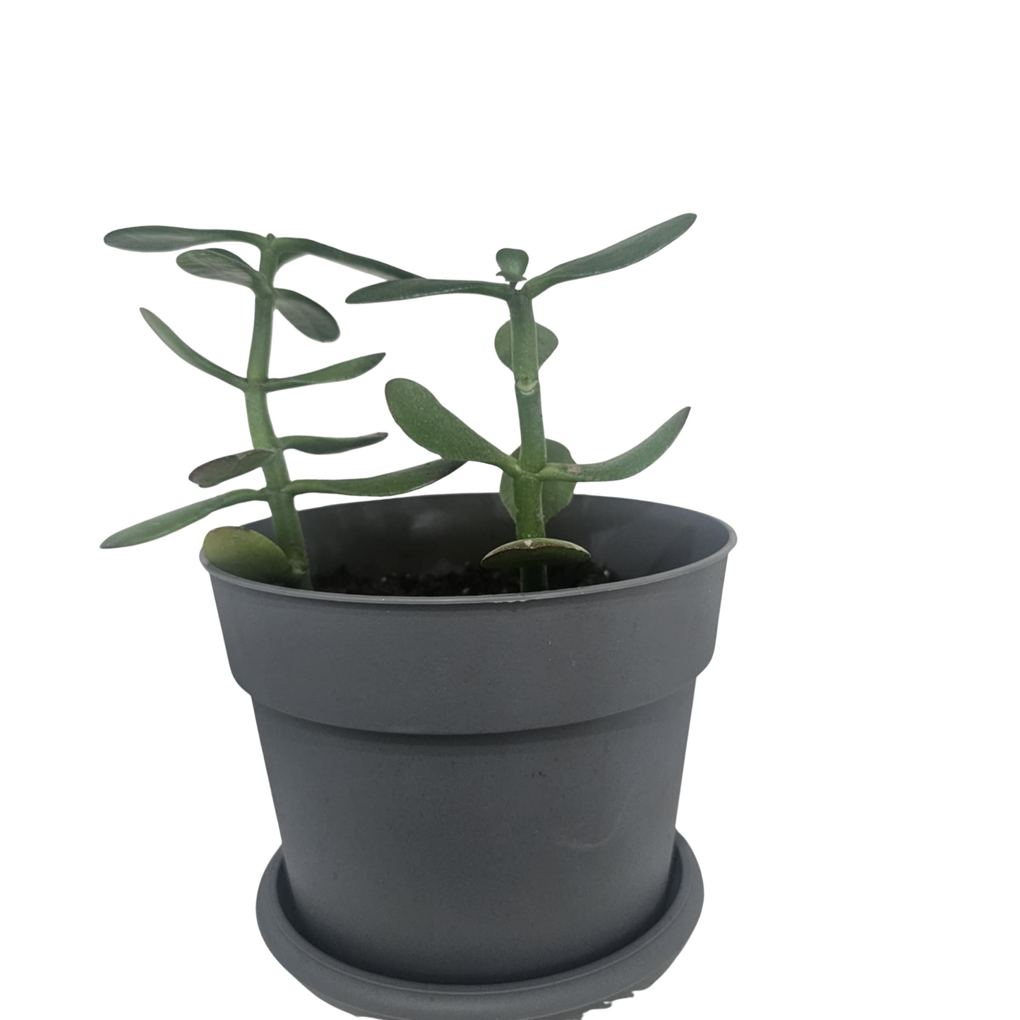 Arbre de Jade - Crassula Ovata - Plante d'Intérieur