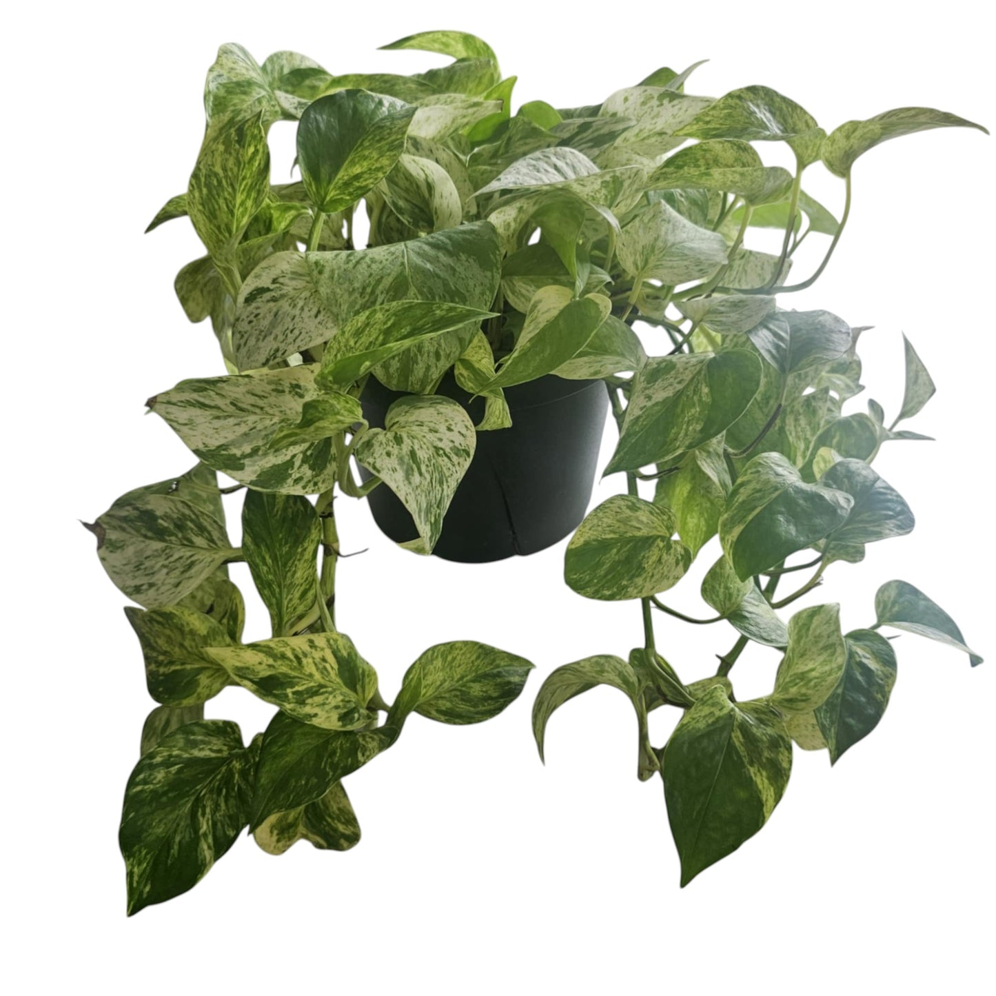 Plante d'intérieur pothos doré
